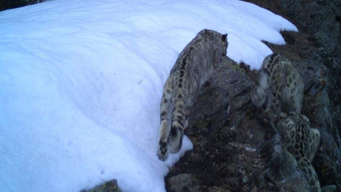 Trail cameras captured a rare sight of three snow leopards in Kishtwar National Park. One is in the center; two are in the bottom right corner.