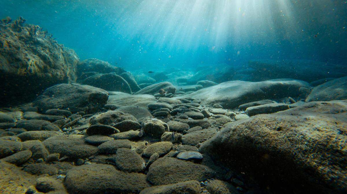 Scientists discovered a new species of jawfish off the coast of two islands in Japan, a new study says.