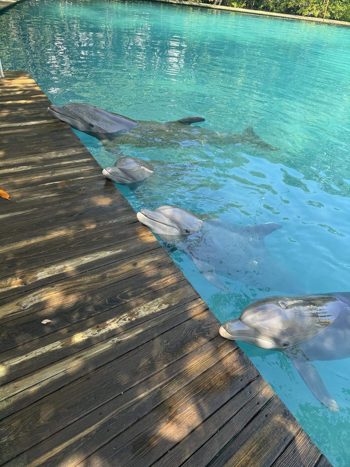 Four dolphins recently arrived at Dolphin Life in Key Largo from the Miami Seaquarium.