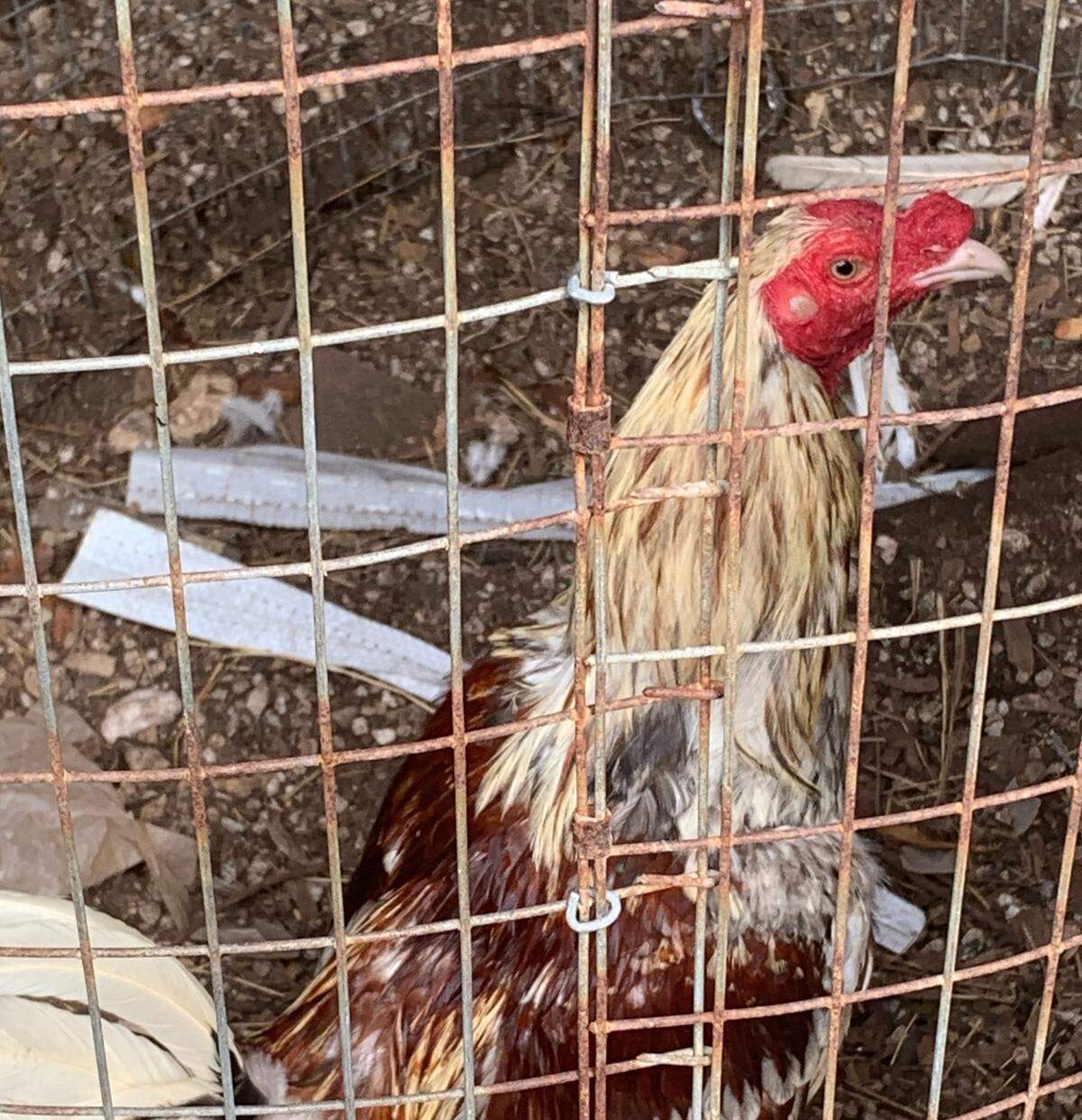 More than 300 birds, mostly roosters, according to the Florida Keys SPCA, were found at a property on Rockland Key that deputies said was home to a cockfighting operation.
