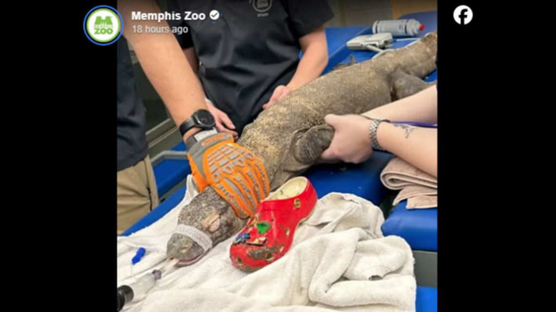 The Memphis Zoo shared this photo of the Komodo dragon after the shoe was removed on May 15.