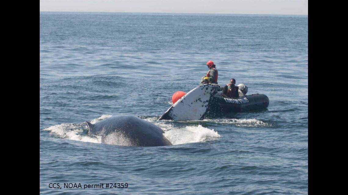 Members of the Center for Coastal Studies’ Marine Animal Entanglement Response team disentangled an entangled humpback off Cape Ann Saturday. Shown left to right: Emily Kelly, Paulette Durazo, and Bob Lynch