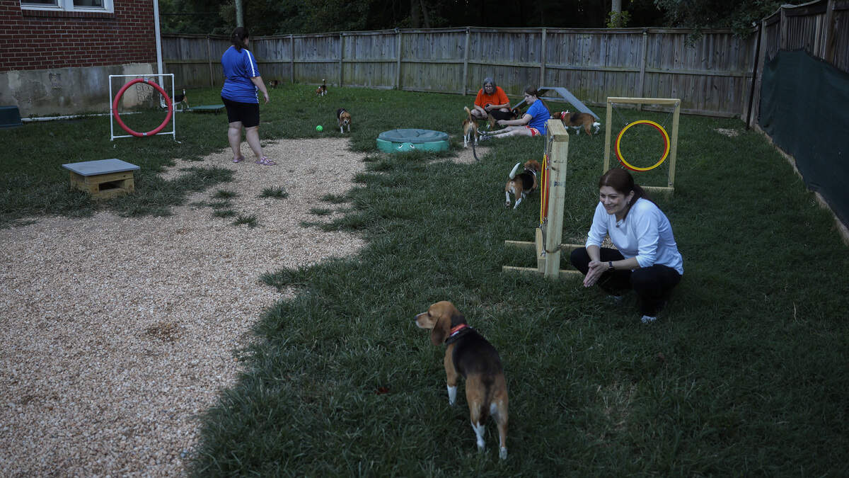 backyard ideas for dogs