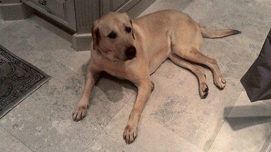 Reagan, the labrador retriever adopted by Gov. Rick Scott on the campagin trail, in an image posted to Facebook in September 2010, first reported by the Tampa Bay Times.