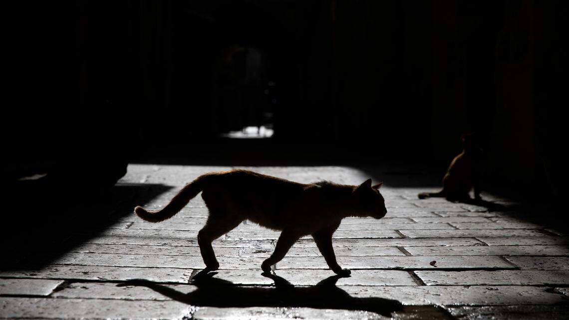 Cats search for food next to shops closed due to the coronavirus pandemic Tuesday, March 24, 2020. On Jan. 26, 2021, the University of Arkansas announced the first cat in the state had tested positive for COVID.
