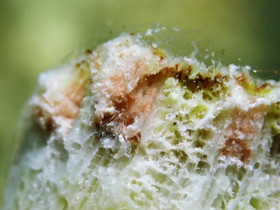 Eggs and sperm were observed in restored coral that achieved sexual maturity faster than scientists expected in a research project by Mote Marine Laboratory in the Florida Keys.