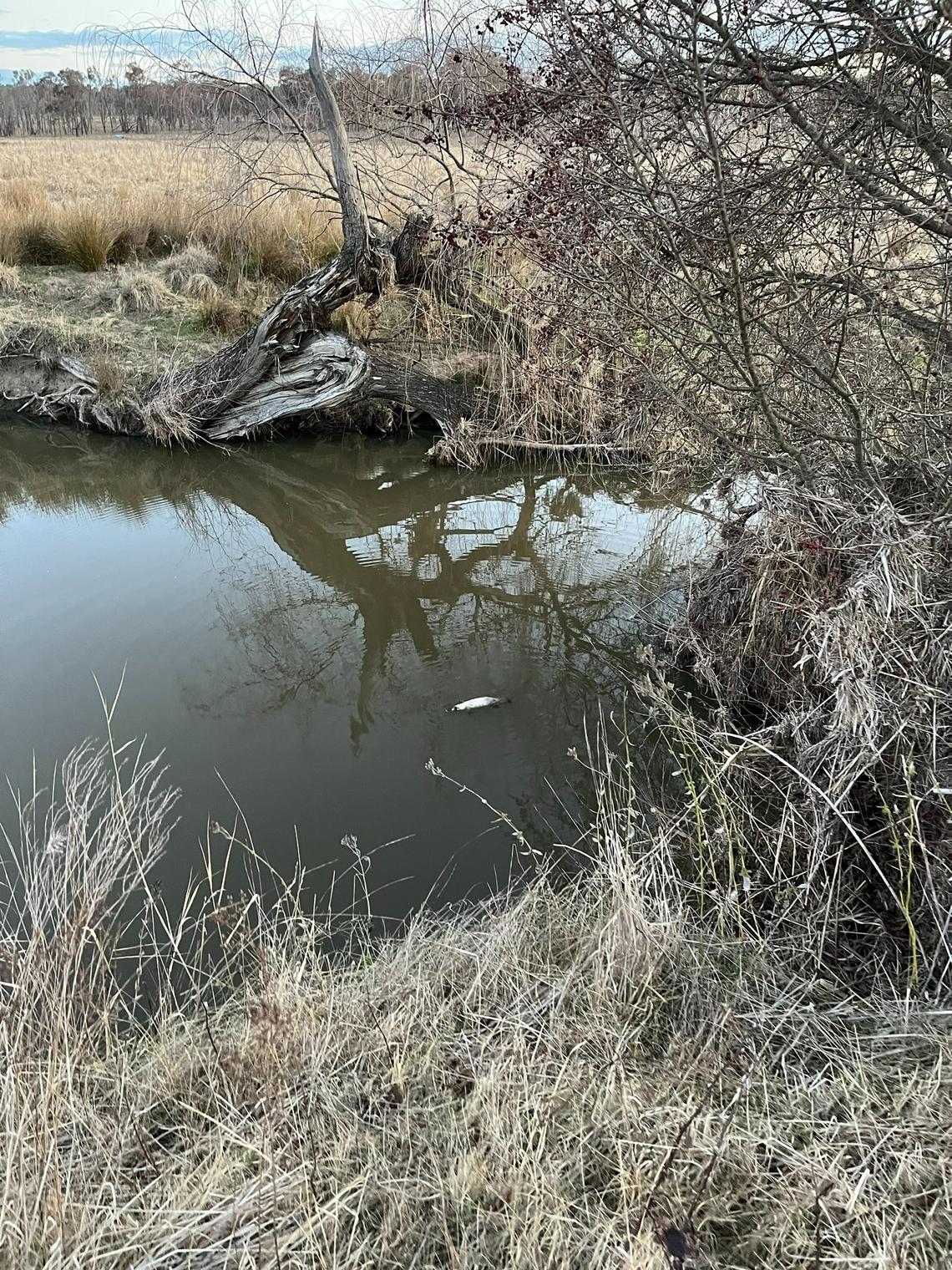 The leucistic white platypus in the middle of the river.