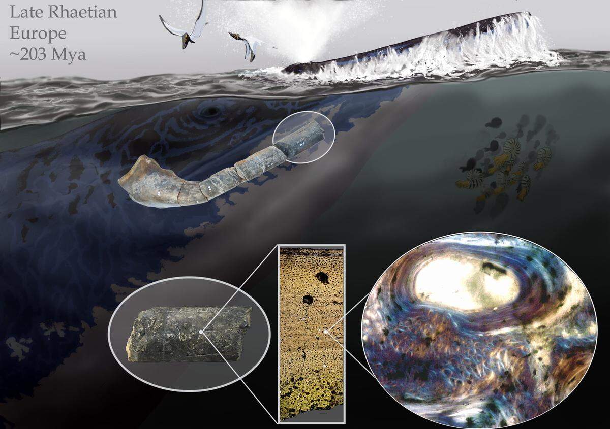 The bone structure matched existing examples of ichthyosaurs, a giant aquatic dinosaur.