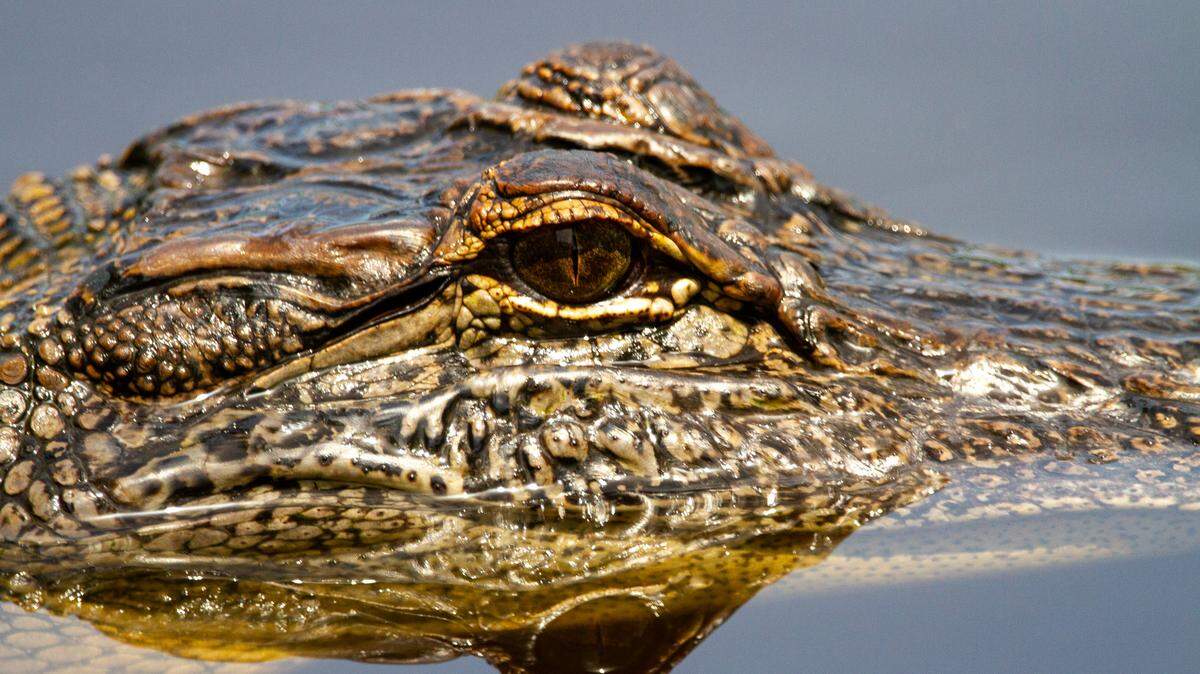 This file photo shows an American alligator. A man in Florida is facing several felony charges over illegally hunting American alligators, accoridng to wildlife officials.