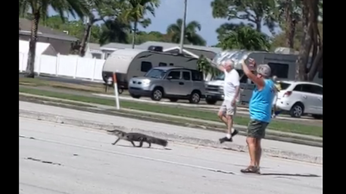 Video shows passersby stopping traffic in Venice, Florida, while escorting a young alligator across a busy highway. The alligator became frightened and ran. 