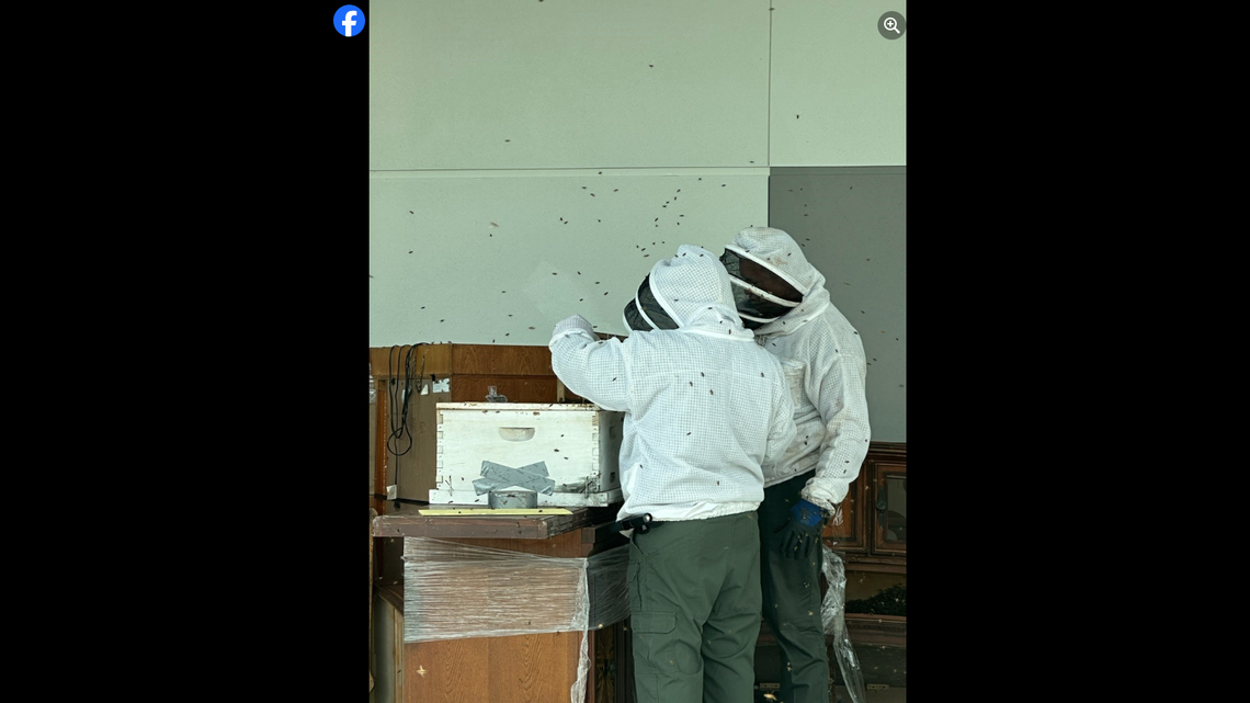 The detective and deputy are certified beekeepers, and stepped in to relocate the hive, they said.