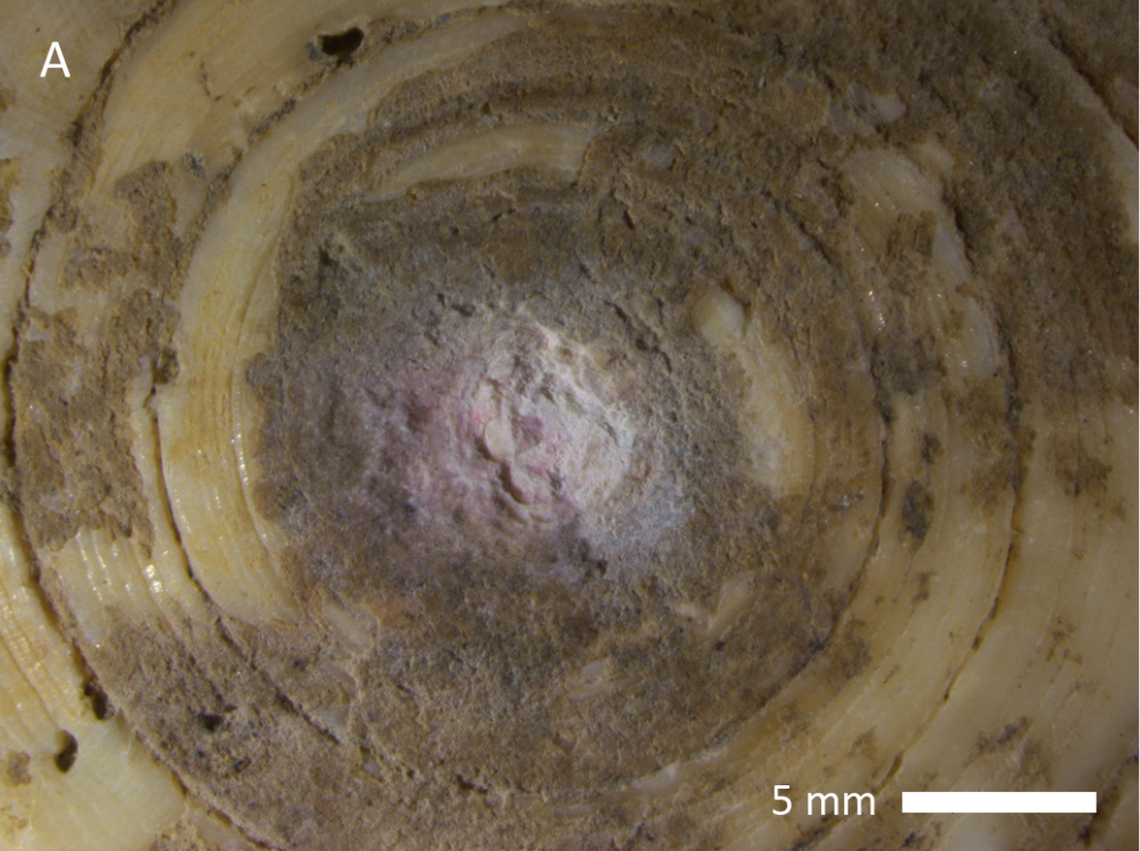 One of the seashells from the site with signs of partial drilling.