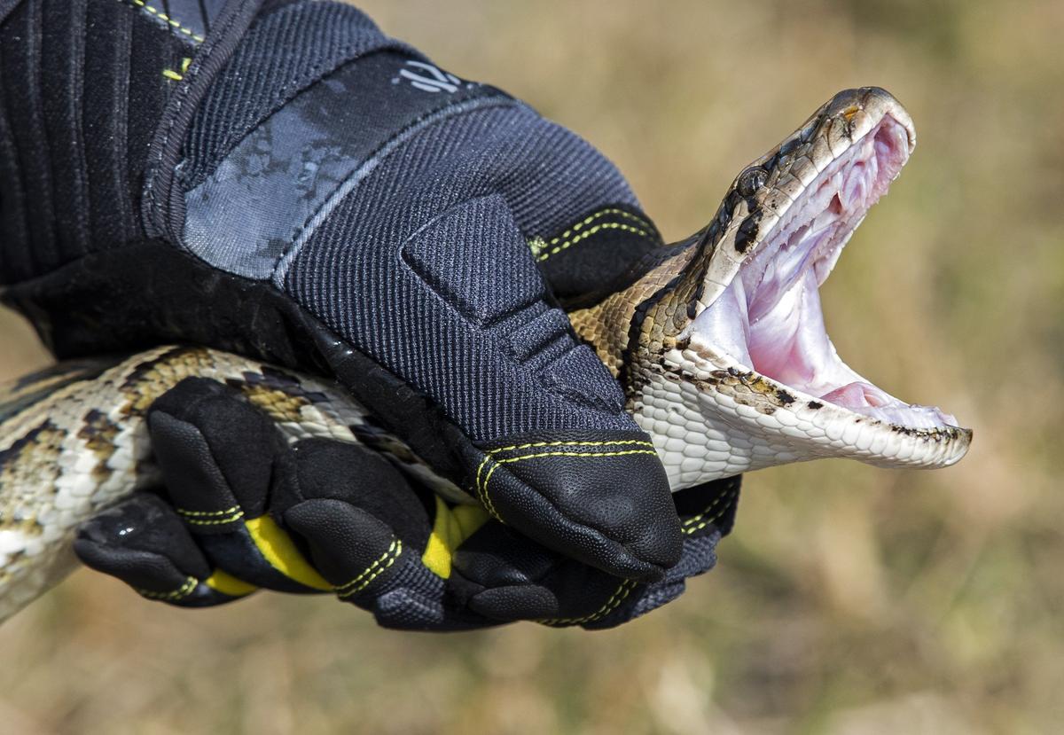 Python education specialist Robert Edman, with the Florida Fish and Wildlife Conservation Commission, demonstrates how to catch a python during an event promoting the Florida Python Challenge 2020 Python Bowl on Thursday, Dec. 5, 2019.