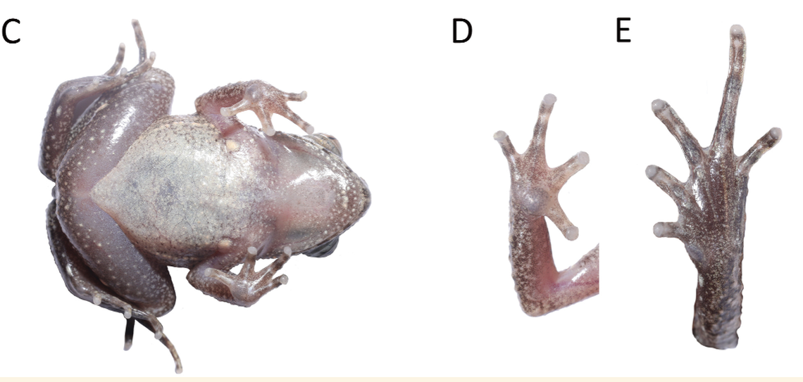 The frogs have a creamy white belly.