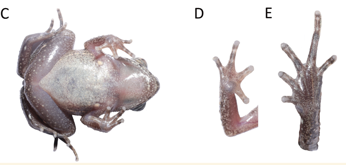 The frogs have a creamy white belly.