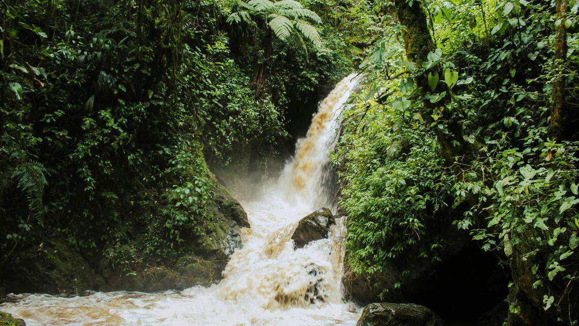 In the rainforests of Colombia, deadly creatures are lurking on the forest floor.