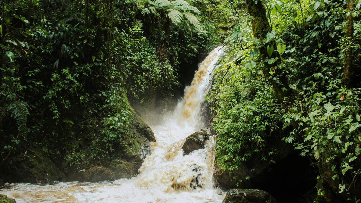 In the rainforests of Colombia, deadly creatures are lurking on the forest floor.