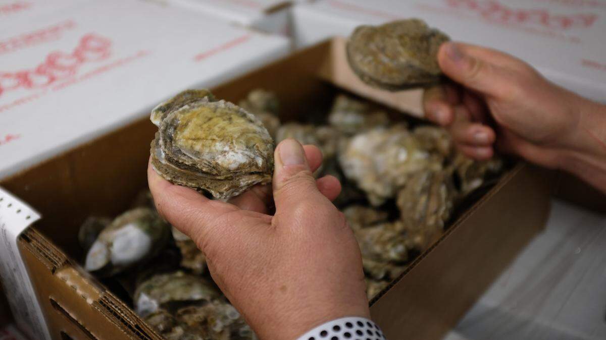 Steve Rash, owner and president of Water Street Seafood in Apalachicola, no longer buys Apalachicola Bay oysters, getting them instead from Texas and Cedar Key. He thinks all oyster harvesting in the bay should be stopped.