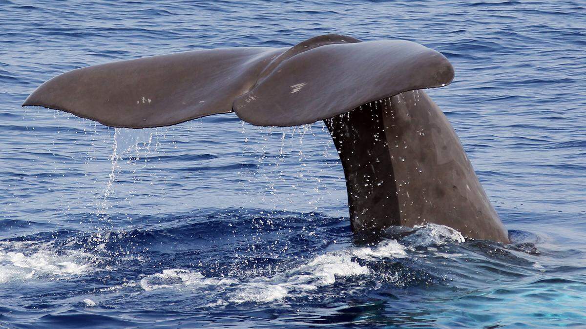 Scientists See 1st Sperm Whale Birth on Record Since 1986