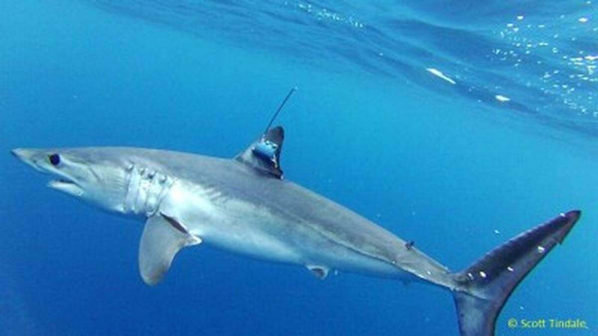 Tagged mako shark