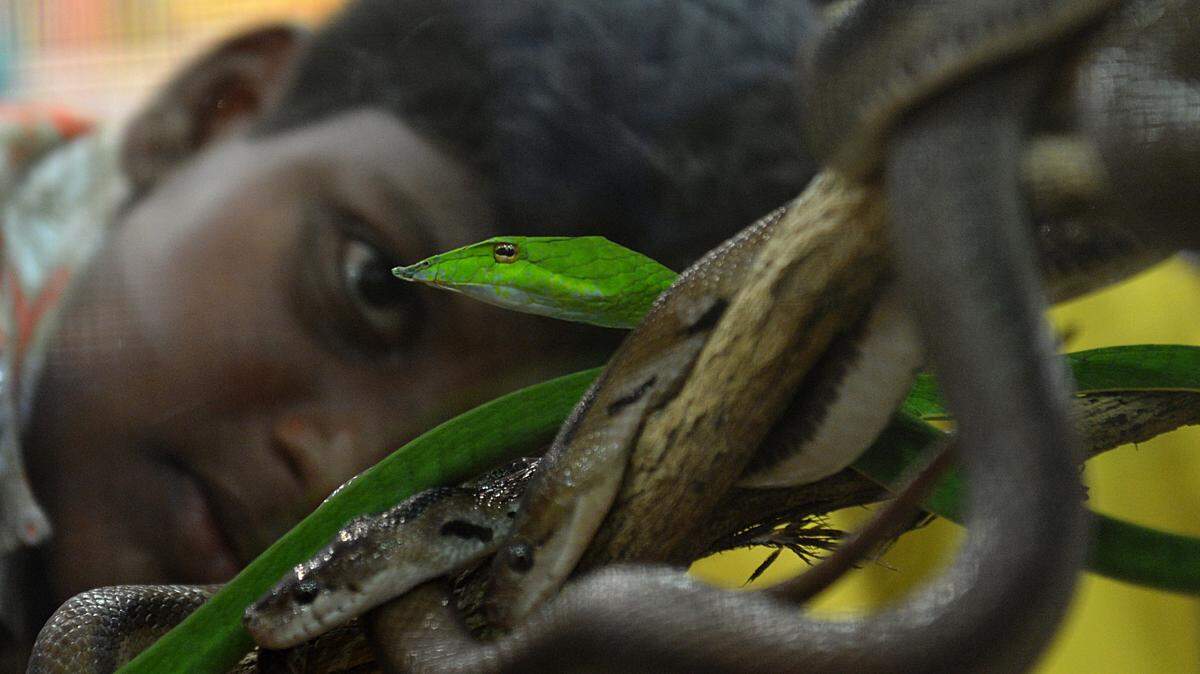 sri lanka green vine snake
