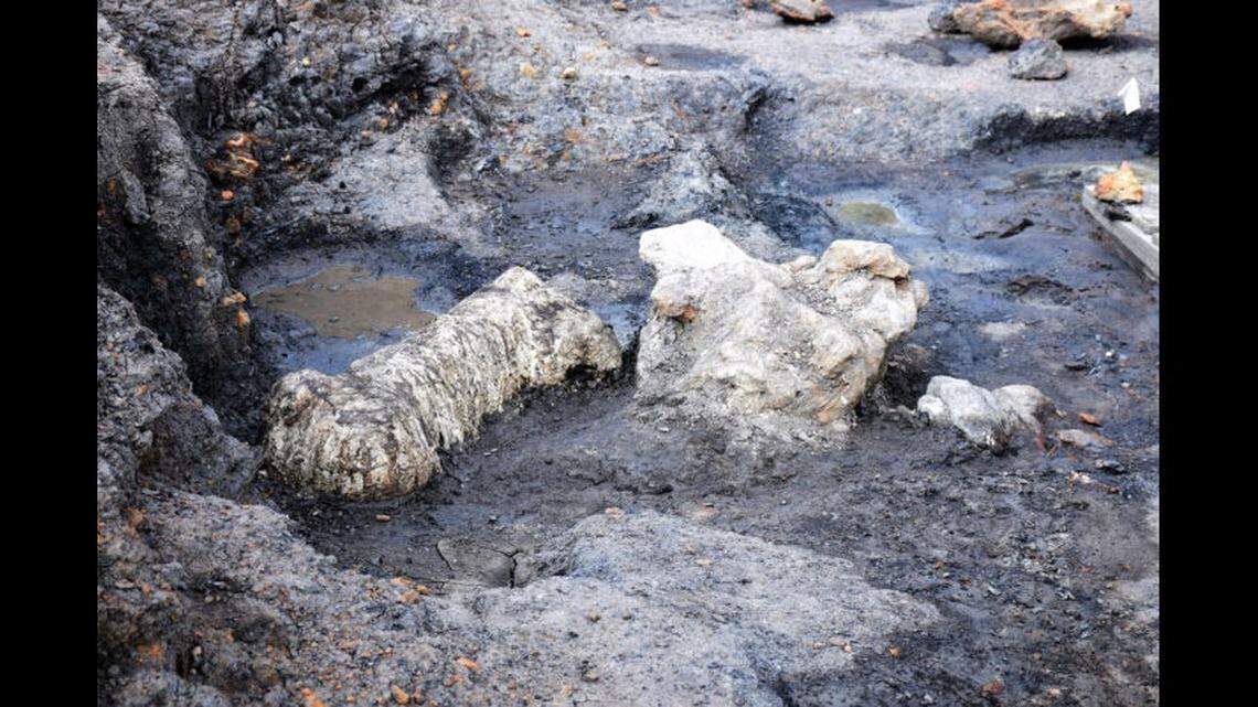 A rare dinosaur bone bed containing 115-million-year-old fossils has been unearthed in the remnant of “an Early Cretaceous period river and wetlands,” according to Maryland officials. 