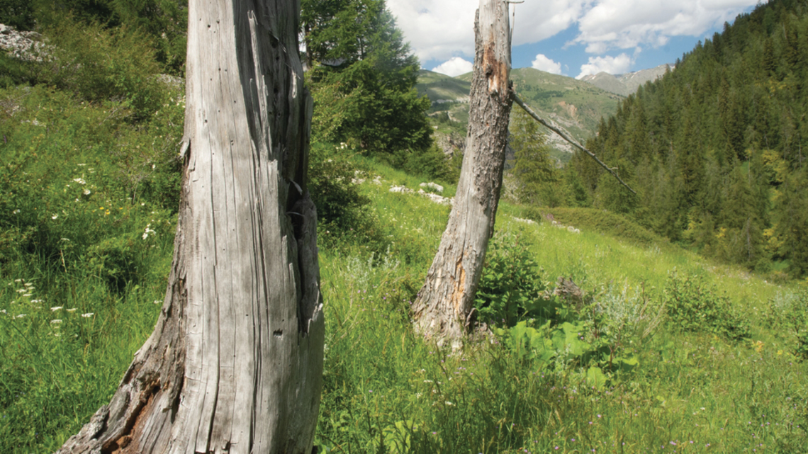 Researchers surveying a national park in the French Alps discovered a new buzzing species, according to a study.