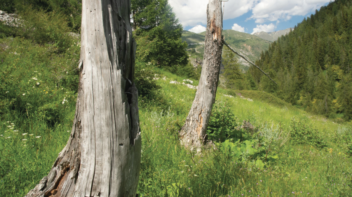Researchers surveying a national park in the French Alps discovered a new buzzing species, according to a study.