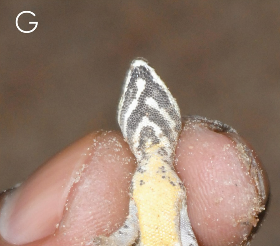 A male Lygodactylus gamblei, or Gamble’s dwarf gecko, as seen from below.