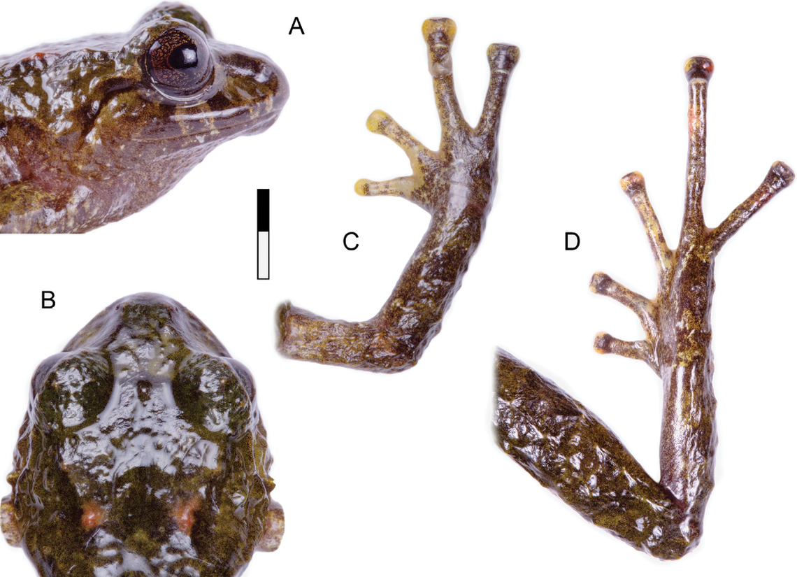 The orange-eyed frog may spend days under rocks and nights along the mountain streams, researchers said.