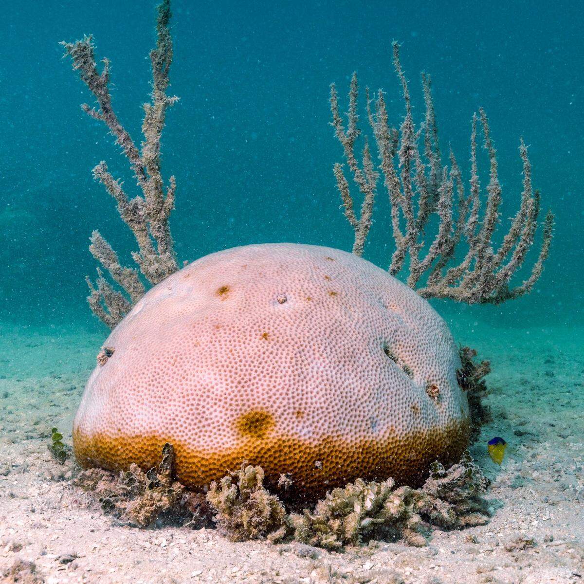 A partially bleached mound coral sits on the reef floor after a mass bleaching event in March 2023 at Cheeca Rocks Reef in Islamorada.