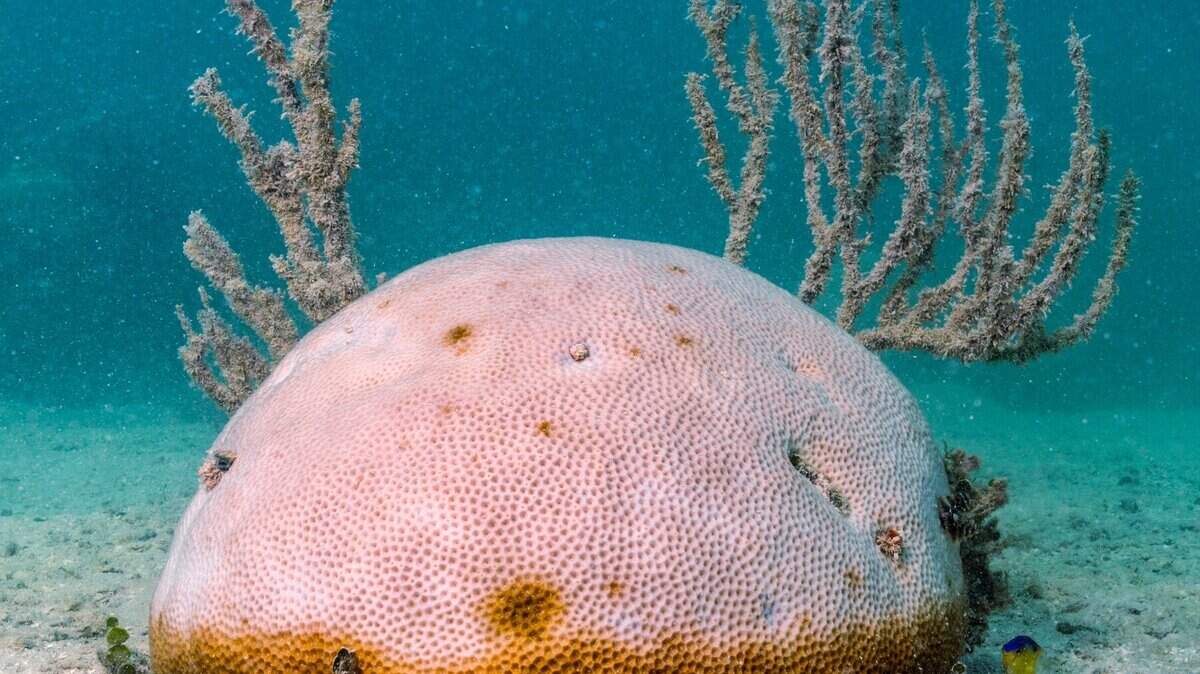 A partially bleached mound coral sits on the reef floor after a mass bleaching event in March 2023 at Cheeca Rocks Reef in Islamorada, Florida, on Thursday, October 5, 2023.