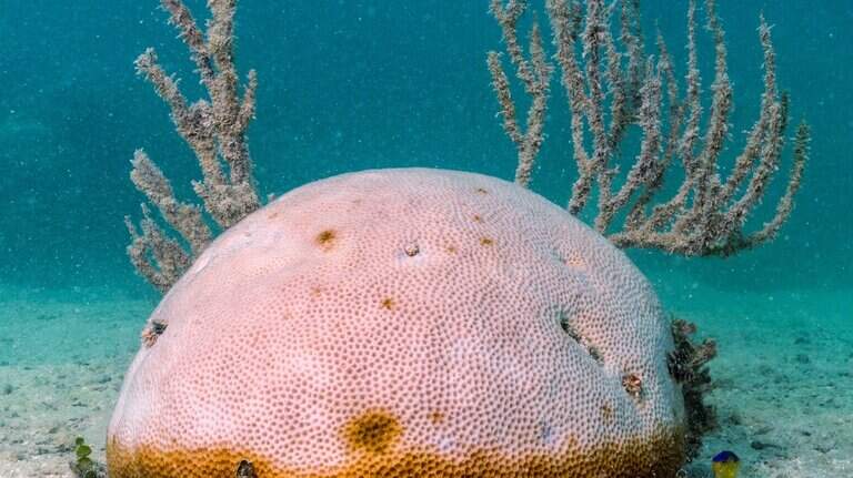 As sea temperatures rise in the Florida Keys, coral evacuation has begun