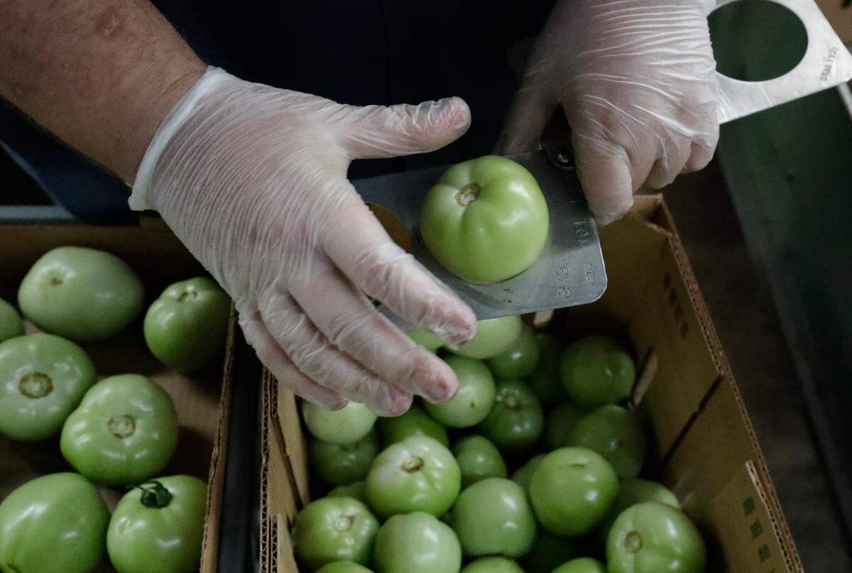 In this Feb. 5, 2020, photo, Florida Department of Agriculture and Consumer Services inspector Jason Crawford checks the size of tomatoes as he inspects boxes before they are shipped, in Florida City. A Florida bill mandating that private companies verify each new hire’s eligibility to work in the U.S. is worrying farmers in the agriculture-rich state. The growers complain they are struggling to find farm workers as the unemployment rate reaches record lows.