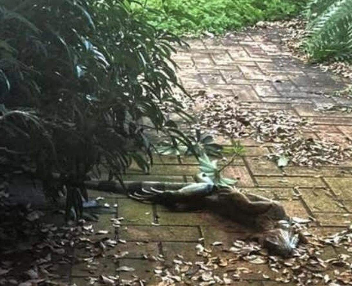 A cold-stunned iguana in Broward County on Sunday.
