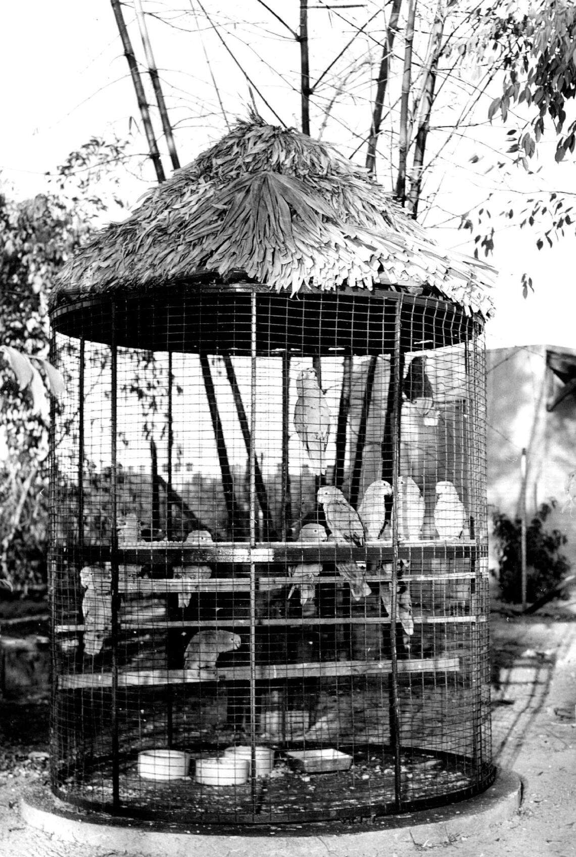 A few of Tropical Panorama’s multicolored macaws.