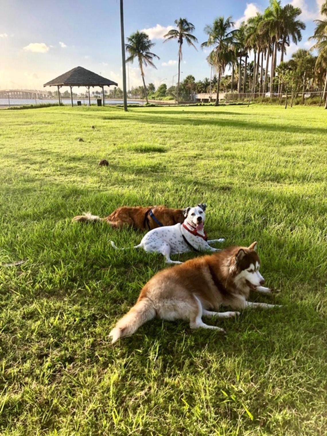 Neighborhood dogs, including Panda in the middle, lounging at Pallot Park before it underwent construction.