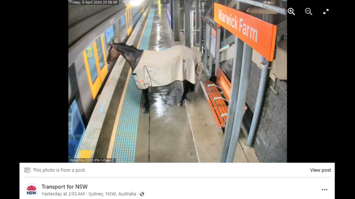 As a train pulled into the station, the horse waited behind the yellow line for the doors to open.