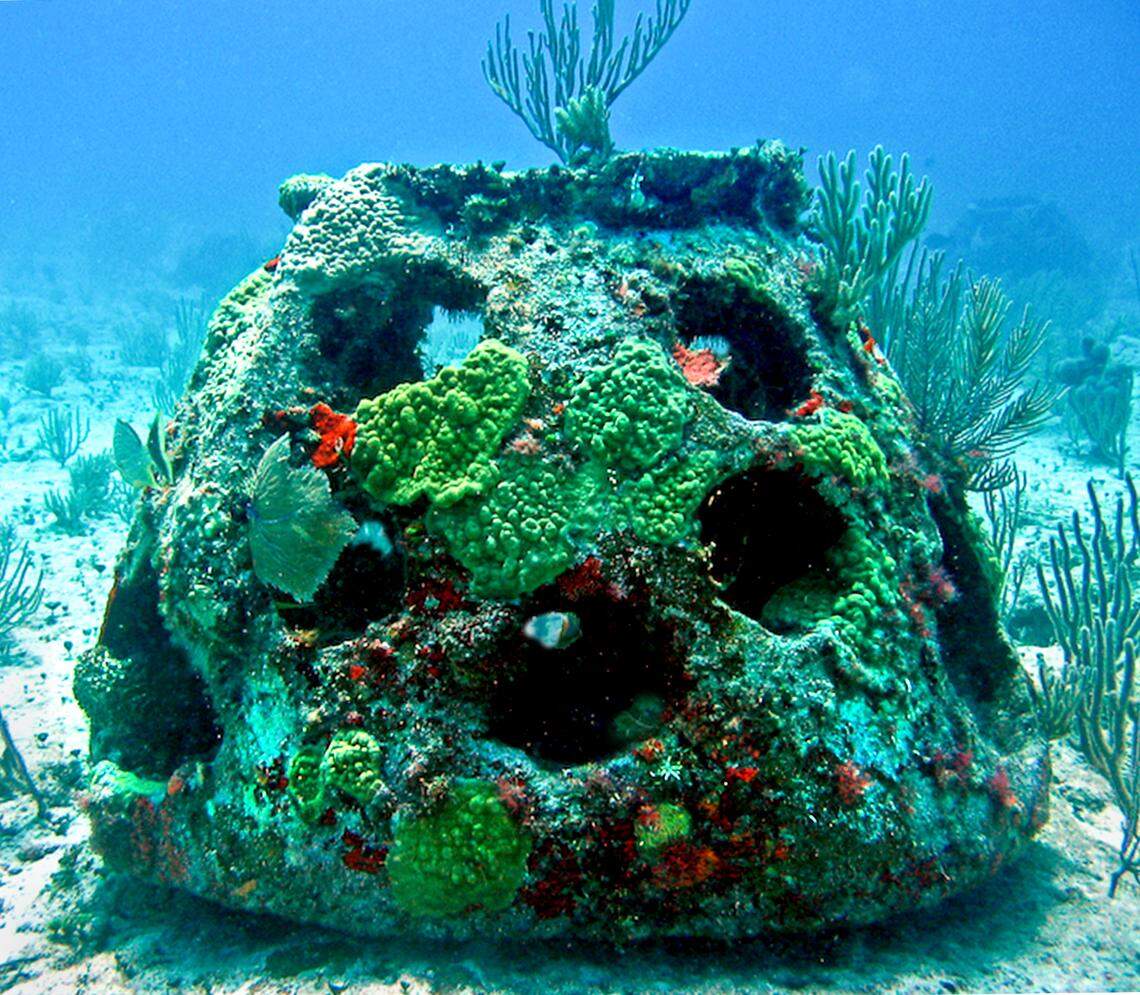 Coral grows over an Eternal Reefs reef ball in a mature artificial reef habitat.