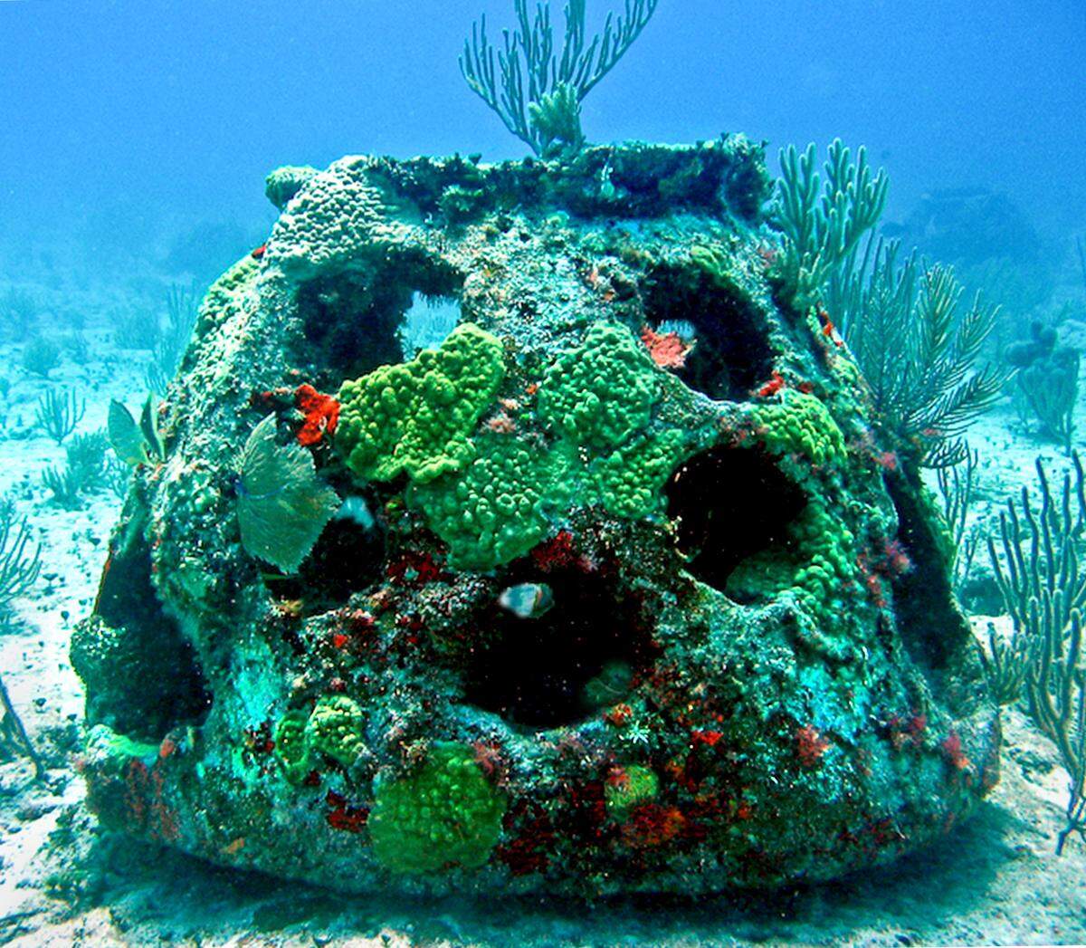 Coral grows over an Eternal Reefs reef ball in a mature artificial reef habitat.