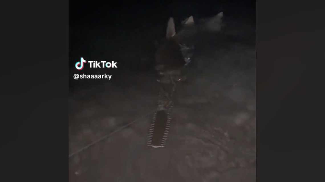 “I would be so scared if I saw this, especially at night,” one viewer said of the massive catch.