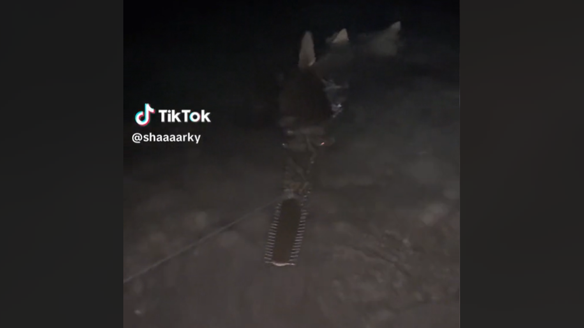 “I would be so scared if I saw this, especially at night,” one viewer said of the massive catch.