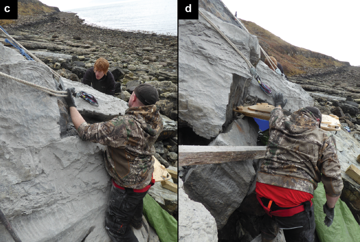 The fossils were in a tidal zone, making their extraction not only difficult but also dangerous, researchers said.