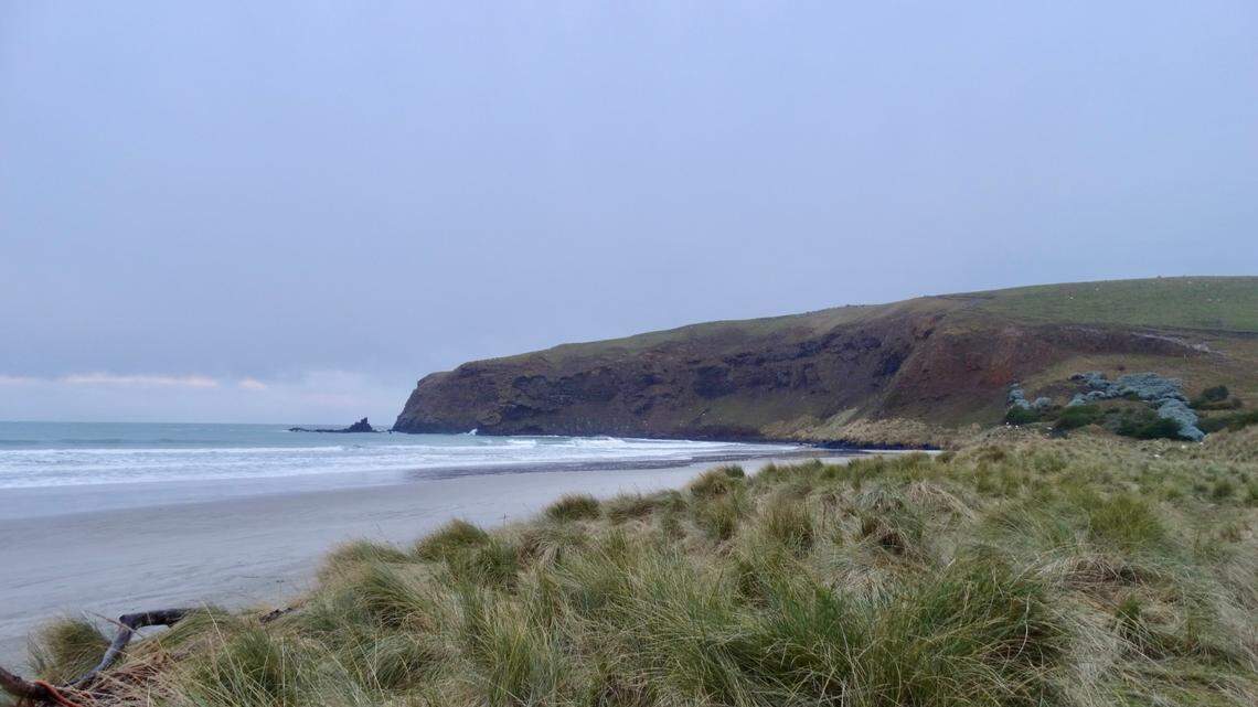 On a beach in southern New Zealand, a creature thousands of miles from home made a rare stop.