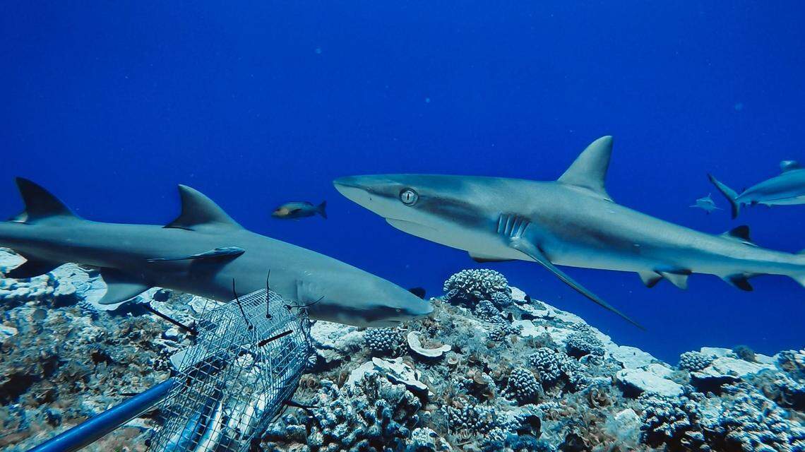 Reef shark populations are healthy in protected areas or inaccessible locations where fishing pressure is extremely low. They may be the last reefs on the planet to still harbor healthy densities of sharks, according to the FIU study.