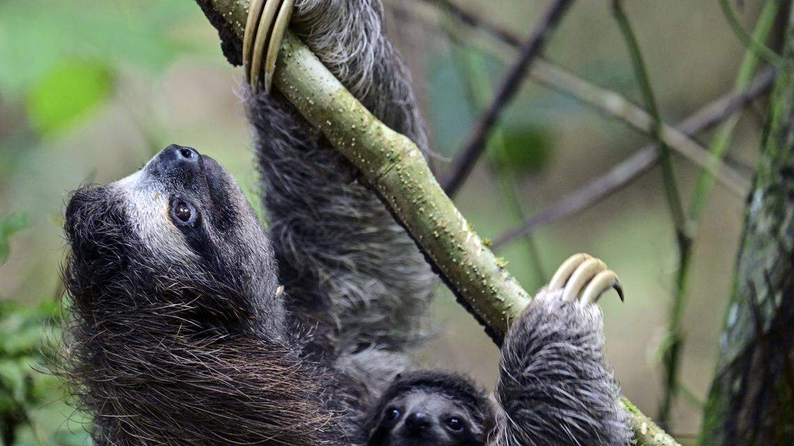 sloth metropolitan natural park