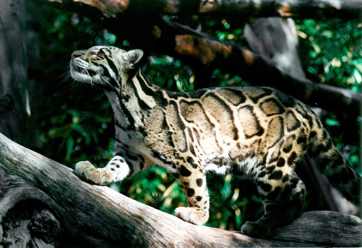 Clouded leopards are one of the few species that can climb down trees going headfirst.