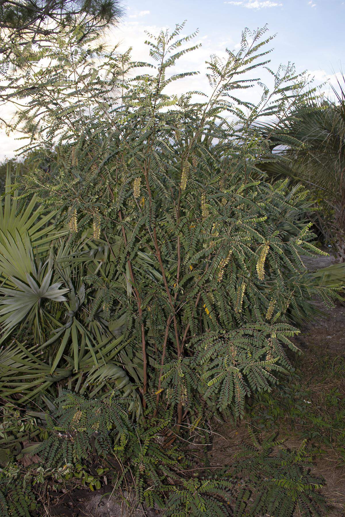 Mexican alvaradoa forms a large bush or small tree.