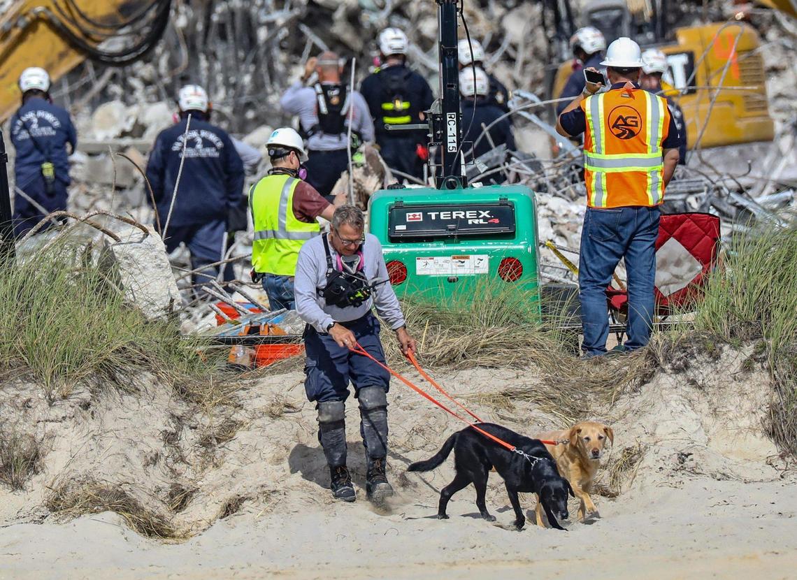 Search-and-rescue dogs walk towards the beach with their handler after searching the debris field for victims of the partial collapse of the 12-story oceanfront condominium, Champlain Towers South, in Surfside on Friday, July 9, 2021.