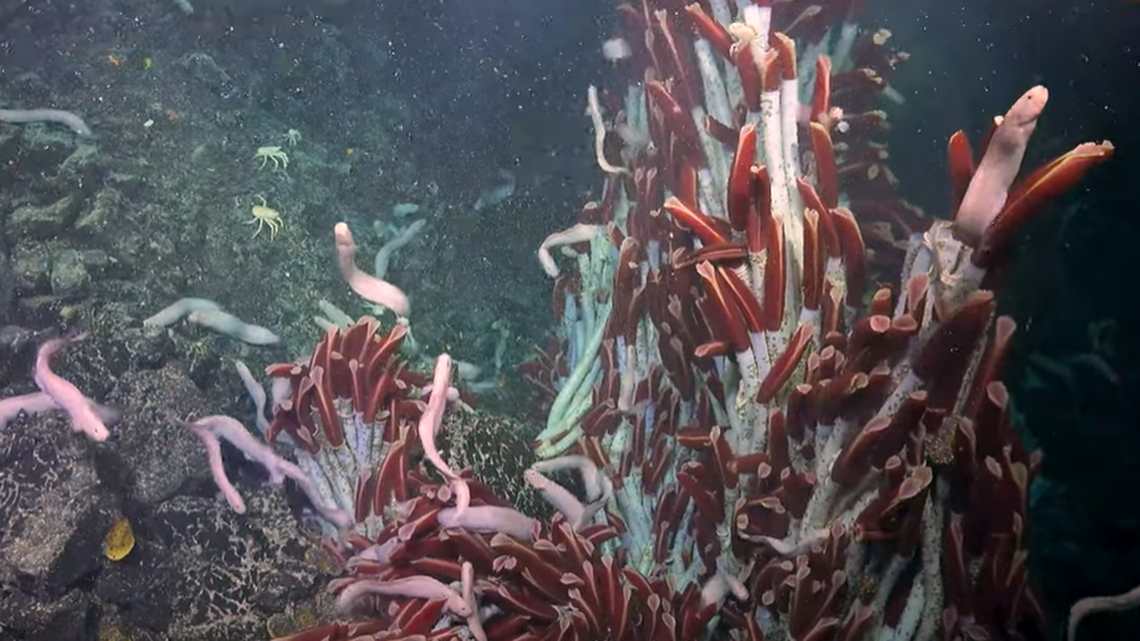 Many creatures make their homes above ocean vents, but life underneath the surface was just discovered.